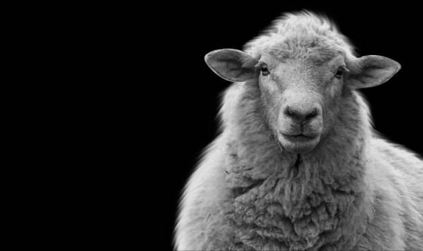 mouton mignon debout sur le fond noir - sheep photos et images de collection