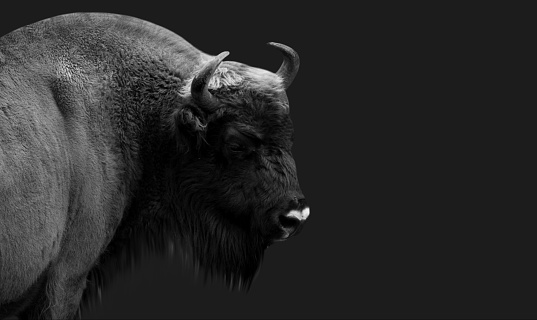 A photograph of a buffalo shot from a low perspective. Photographed with a canon 5d.