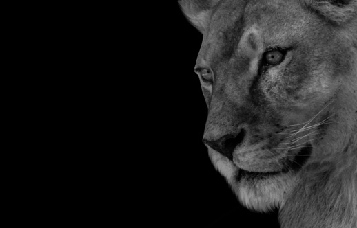 Dangerous Female Lion Closeup Face