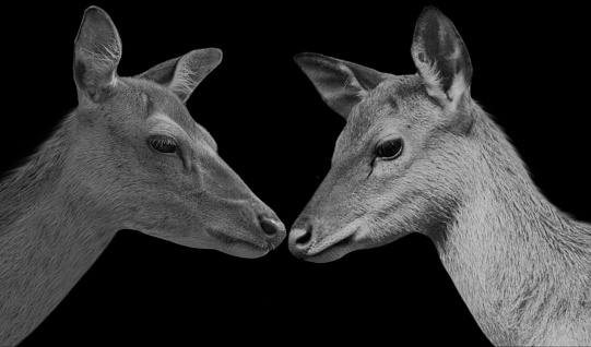 Beautiful Couple Deer In The Black Background