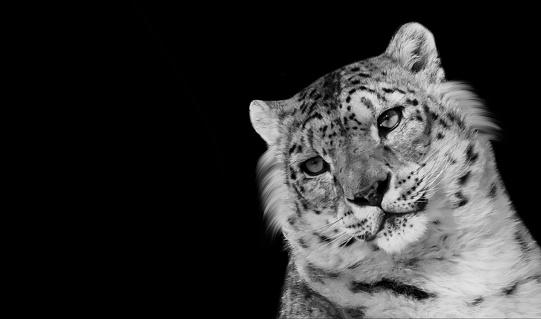 Dangerous Snow Leopard Closeup Face