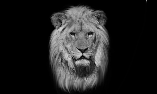 Black And White Portrait Male Lion In The Black Background