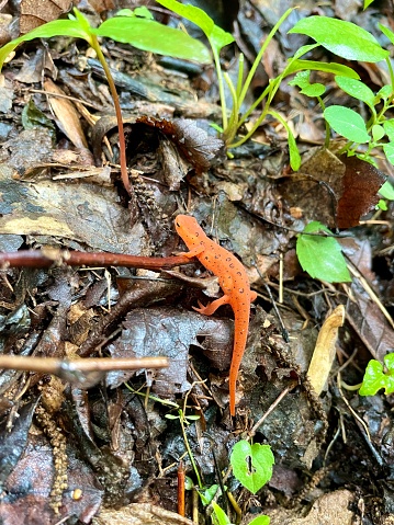 Smoky Mountains NP - Salamander