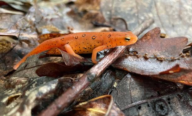 Red Spotted Salamander Commonly known as the eastern newt, It frequents small lakes, ponds, and streams or nearby wet forests. The eastern newt produces tetrodotoxin, which makes the species unpalatable to predatory fish and crayfish. It has a lifespan of 12 to 15 years in the wild, and it may grow to 5 in in length. red amphibian frog animals in the wild stock pictures, royalty-free photos & images