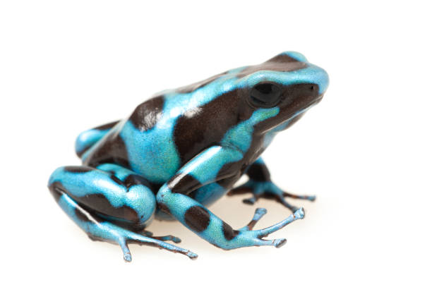 흰색 배경에 녹색과 검은 독 다트 개구리 (dendrobates auratus) - blue poison arrow frog 뉴스 사진 이미지