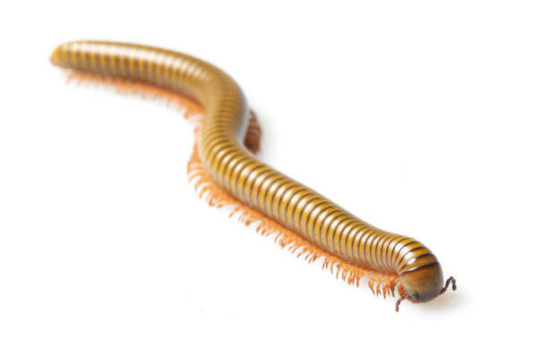 Wild centipede on a piece of rock