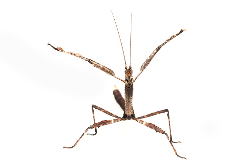 Photo taken on a white background in studio with a captive animal.