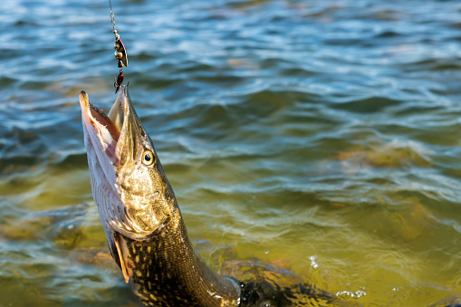 catch a fish. pike fishing with spinner lure. copy space