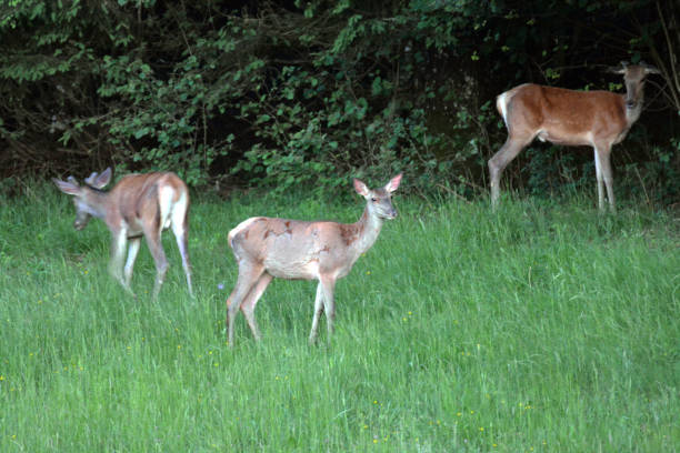 istock Group of red deers 1402874688
