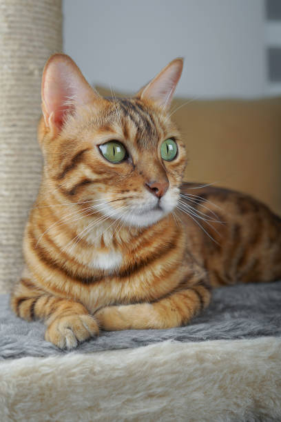 istock The cat lies on a scratching post in the room. 1402875632