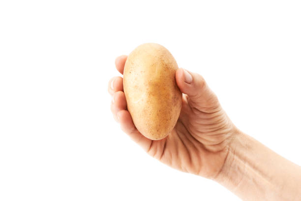 Hand of a woman holding a potato stock photo