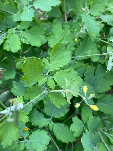 istock Closeup of greater celandine leaves with selective focus on foreground 1402876029