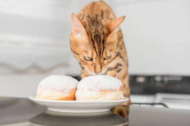 istock Cute domestic cat eats a jelly donut. 1402876822