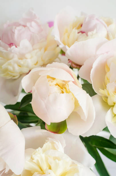 istock Bouquet of white peonies close up 1402877090