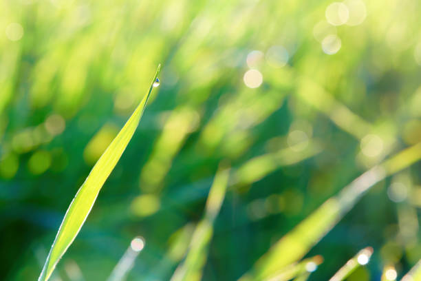 une goutte de rosée sur une feuille verte d’herbe à lames. l’herbe fraîche avec de l’eau tombe tôt le matin à la lumière du soleil avec bokeh. tôt le matin sur pelouse. vue rapprochée. - blade of grass flash photos et images de collection