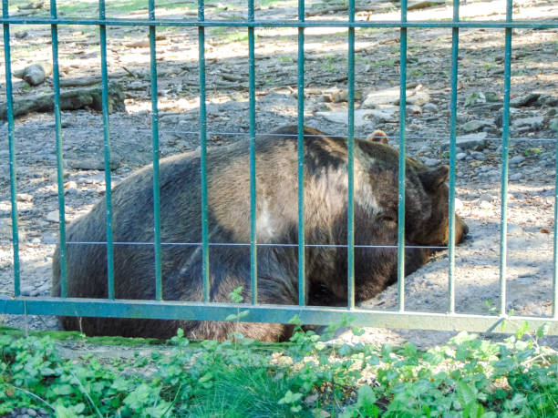 istock bear at zoo Targu Mures, Romania - wildlife 1402878673
