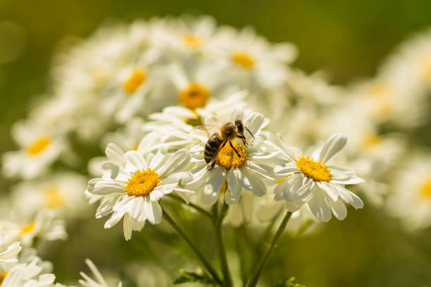 istock bee plucks pollen from daisies in the spring 1402878674