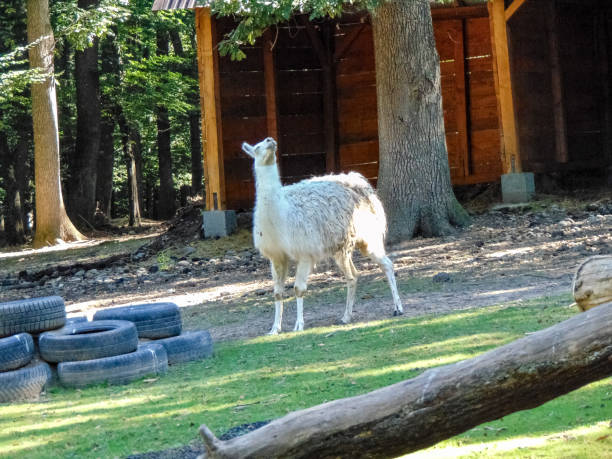 istock white lama at zoo - animals 1402878741