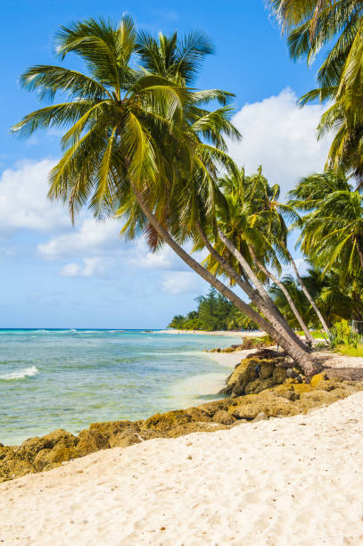 istock Beach in Barbados with coconut palms 1402878879