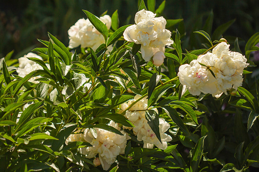 big bush of white peony flowers in spring