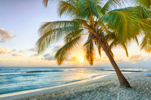 istock Beautiful vivid sunset over the coco palm in Barbados 1402878935