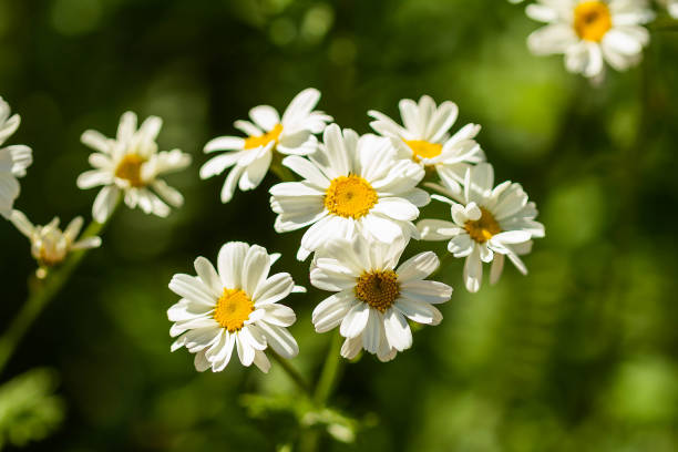 istock white chamomile flowers in summer 1402880293
