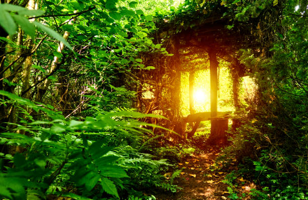 istock Backlit rustic wooden seating set in a forest with dense vegetation 1402880559