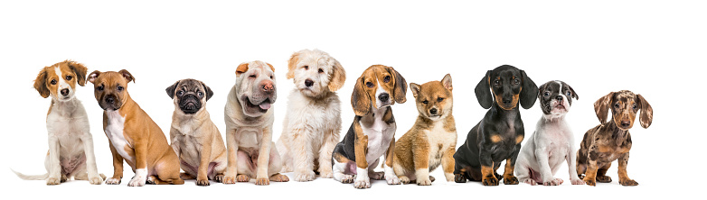 Group of puppies in a row, isolated on white