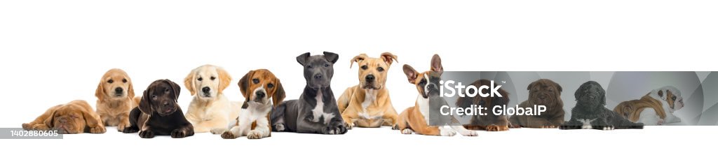 Large group of puppies dogs, in a row lying down and facing at the camera Pack of Dogs Stock Photo
