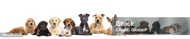 Large Group Of Puppies Dogs In A Row Lying Down And Facing At The Camera Stock Photo - Download Image Now