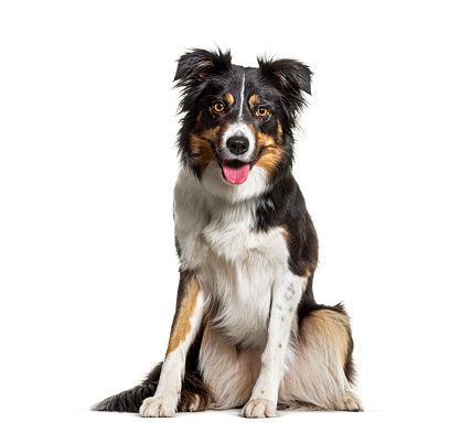 Sheltie dog sitting in the grass