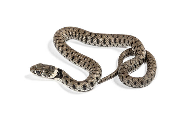 istock Grass snake, Natrix natrix, Isolated on white 1402881017