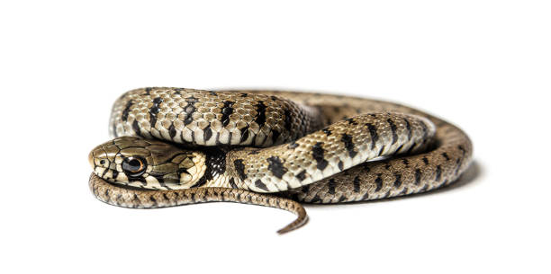 istock Grass snake, Natrix natrix, Isolated on white 1402881047
