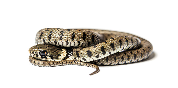 The Sumatran short-tailed python (Python curtus) is a species of the family Pythonidae, a nonvenomous snake native to Sumatra. This picture has been taken in a studio with a captive bred animal.