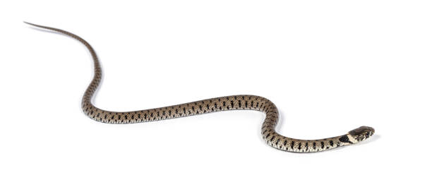 istock Grass snake, Natrix natrix, Isolated on white 1402881082