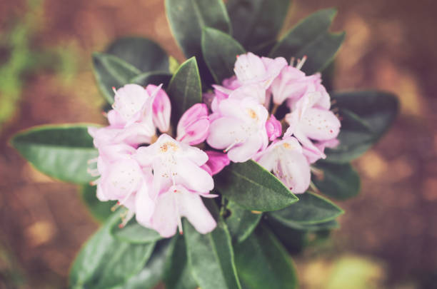 Close up of a white flushed pink rhododendron flowering in late spring early summer.