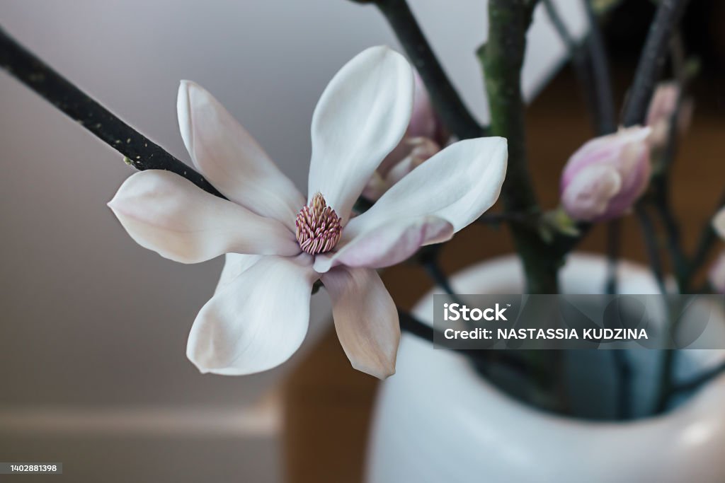 Beautiful pink magnolia flower tree branch blooming. - Royalty-free Bloem - Plant Stockfoto