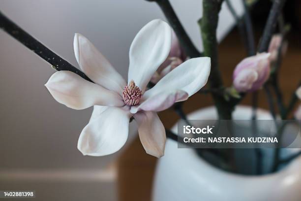 Beautiful Pink Magnolia Flower Tree Branch Blooming Stockfoto en meer beelden van Bloem - Plant