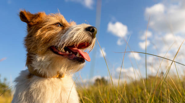 chien haletant heureux en été dans l’herbe des prés sur fond de ciel - haleter photos et images de collection