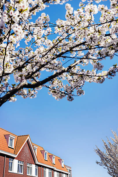 Pink and white Japanese cherry blossom tree and house red roof tile against clear blue sky with copy space. Botany spring background. Floral minimal composition. Sakura in bloom.