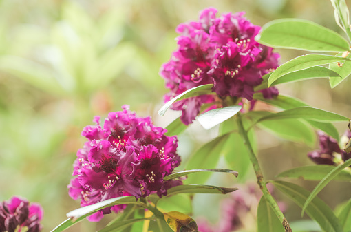 Close up of rhododendron Lee's Dark Purple flowering in late spring early summer.