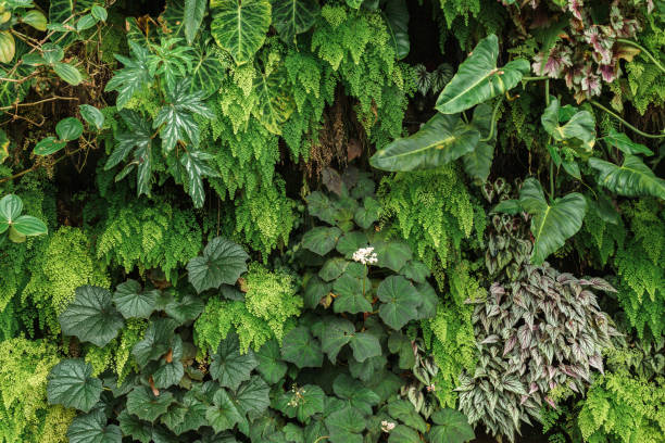 istock Tropical trees arranged in full background Or full wall There are leaves in different sizes, different colors, various sizes, many varieties. Another garden layout.as summer background with copy space 1402883890