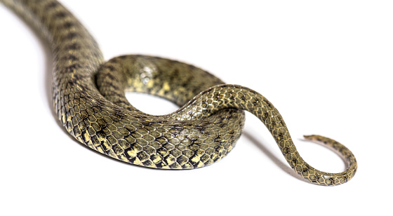 Boa constrictor snake seen close-up