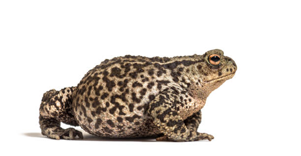 vista laterale di un rospo comune europeo, bufo bufo, isolato su bianco - common toad foto e immagini stock