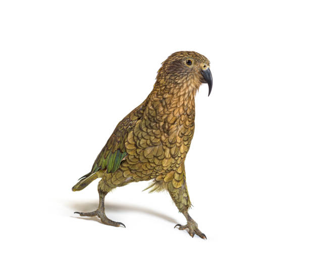 istock Kea, Nestor notabilis, or Alpine parrot, Jumping in front of white background 1402885018