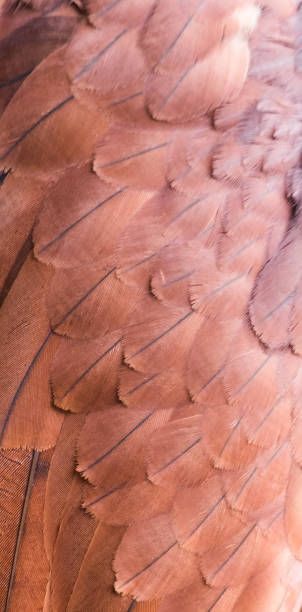 die muster und farben der federn des roten falken - harris hawk hawk bird of prey bird stock-fotos und bilder