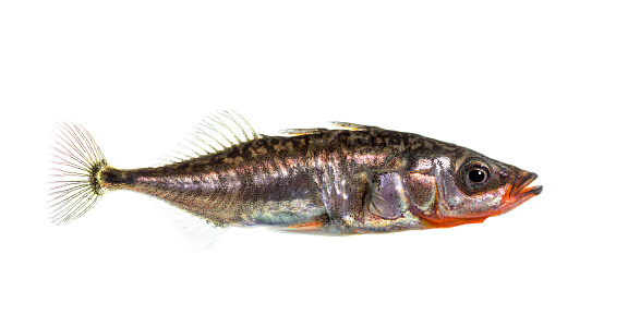 Three-spined stickleback, Gasterosteus aculeatus, isolated on white