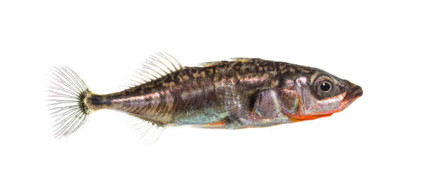 istock Three-spined stickleback, Gasterosteus aculeatus, isolated on white 1402885456