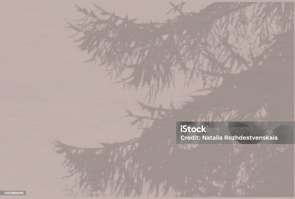 Natural light casts shadows from a spruce branch. Top view of the shadow of a plant on a textured gray background. Natural light casts shadows from a spruce branch. Top view of the shadow of a plant on a textured gray background. Mockup A4 Paper Stock Photo