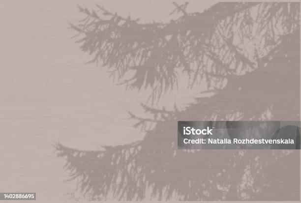 Natural Light Casts Shadows From A Spruce Branch Top View Of The Shadow Of A Plant On A Textured Gray Background Stock Photo - Download Image Now